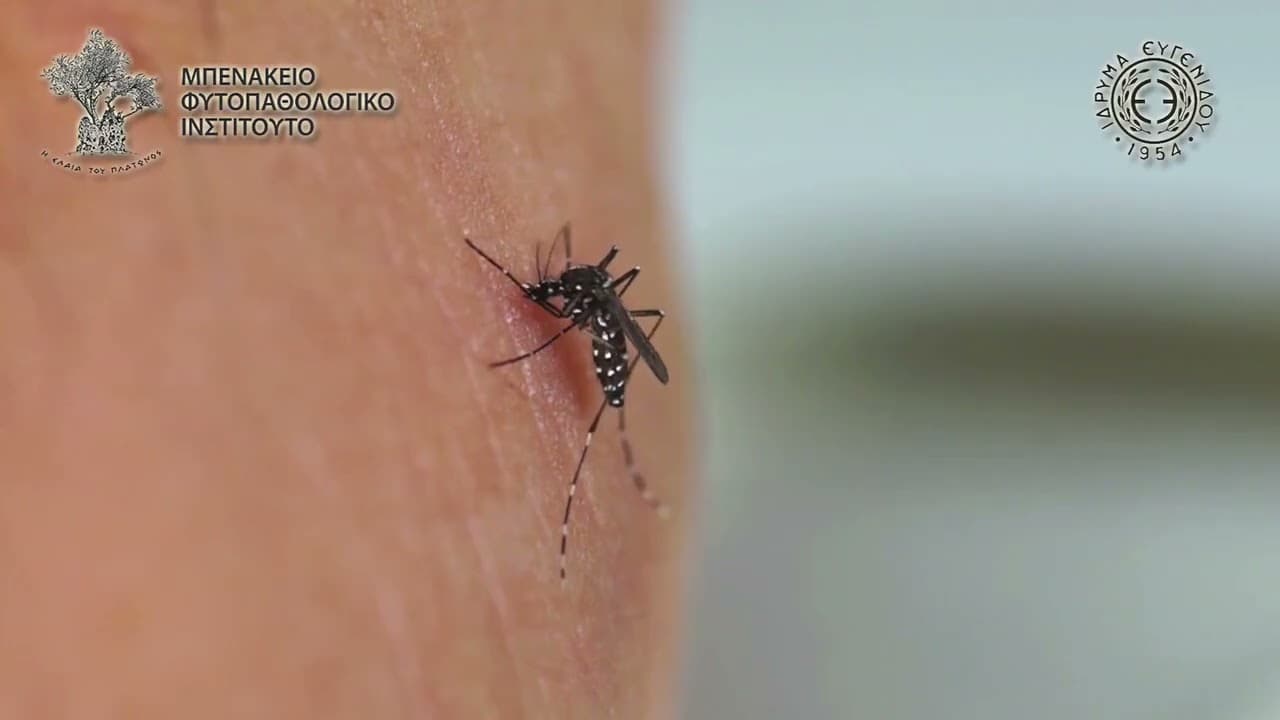 Η ζωή των κουνουπιών