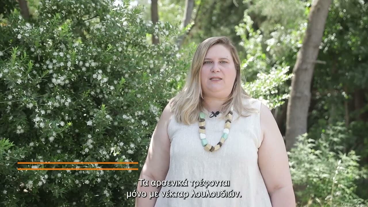 Εισαγωγή στη ζωή ενός Χωροκατακτητικού Κουνουπιού